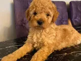 Apricot Toy Poodle Yavrularımız
