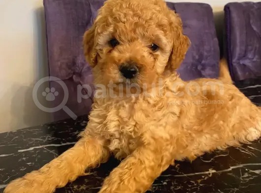 Apricot Toy Poodle Yavrularımız