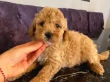 A Kalite Apricot Toy Poodle Yavrular