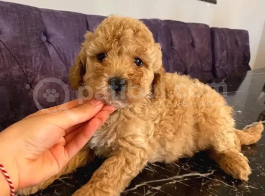 A Kalite Apricot Toy Poodle Yavrular görsel