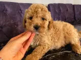 A Kalite Apricot Toy Poodle Yavrular