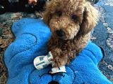 7 Aylik Erkek Red Brown Toy Poodle