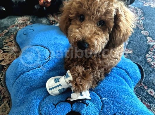 7 Aylik Erkek Red Brown Toy Poodle görsel