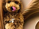 7 AYLIK ERKEK RED BROWN TOY POODLE