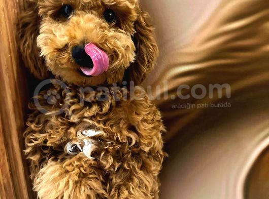 7 Aylik Erkek Red Brown Toy Poodle