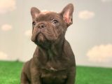 SAFKAN ORJİNAL FRENCH BULLDOG BLUE ERKEK MAVİ GÖZLÜ