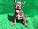 MAVİ GÖZLÜ ERKEK BLUE FRENCH BULLDOG 
