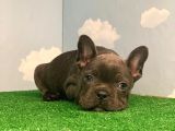 Safkan Orji̇nal French Bulldog Blue Erkek Mavi̇ Gözlü