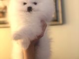 Üst Düzey Pomeranian Teddy Bear Boo