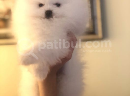 Üst Düzey Pomeranian Teddy Bear Boo görsel