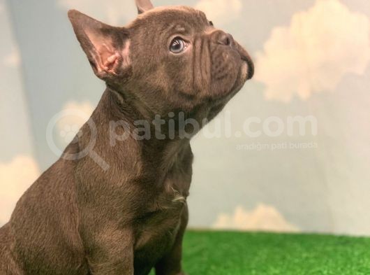 Safkan Orji̇nal French Bulldog Blue Erkek Mavi̇ Gözlü görsel