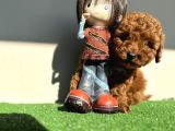 Toy poodle kaniş orjinal safkan kahverengi gerçek garantili