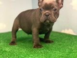 Safkan Orji̇nal French Bulldog Blue Erkek Mavi̇ Gözlü