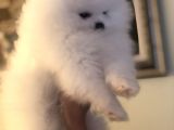 Üst Düzey Pomeranian Teddy Bear Boo