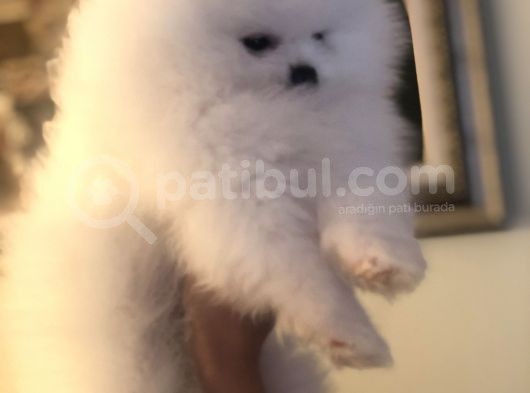 Üst Düzey Pomeranian Teddy Bear Boo görsel