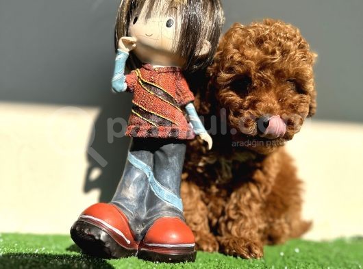 Toy Poodle Kaniş Orjinal Safkan Kahverengi Gerçek Garantili görsel