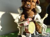 Toy Poodle Kaniş Orjinal Safkan Kahverengi Gerçek Garantili