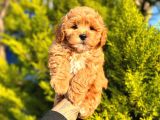 F1 Orji̇nal Malti̇poo Yavrular