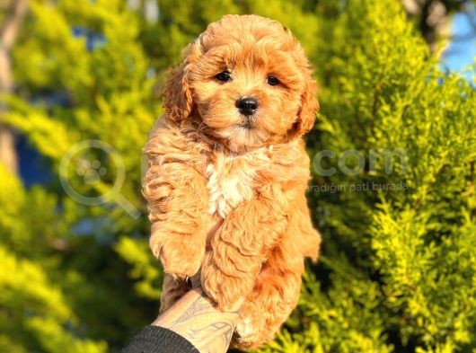 F1 Orji̇nal Malti̇poo Yavrular görsel