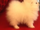 Üst Düzey Pomeranian Teddy Bear Boo