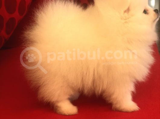 Üst Düzey Pomeranian Teddy Bear Boo