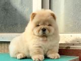 Chow Chow ÇİFTLİĞİNDEN Show Kalite Yavrular