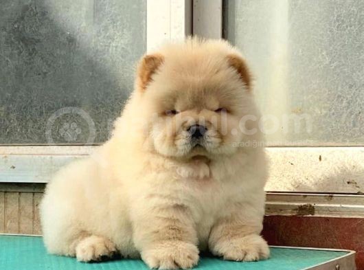 Chow Chow Çi̇ftli̇ği̇nden Show Kalite Yavrular