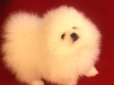 Üst Düzey Pomeranian Teddy Bear Boo