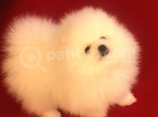 Üst Düzey Pomeranian Teddy Bear Boo görsel