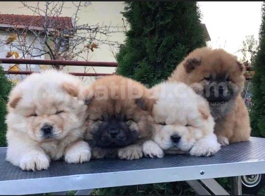 Chow Chow Çi̇ftli̇ği̇nden Show Kalite Yavrular görsel