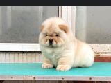 Chow Chow Çi̇ftli̇ği̇nden Show Kalite Yavrular