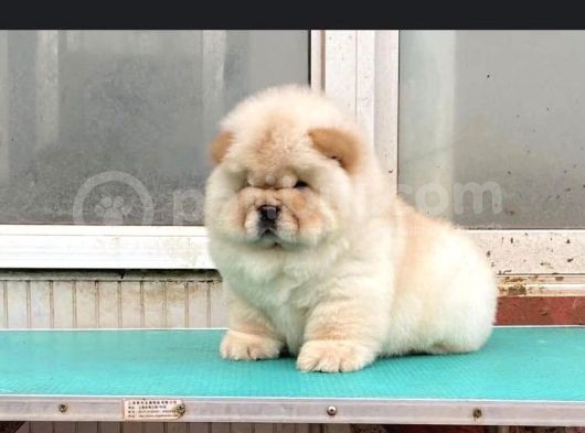 Chow Chow Çi̇ftli̇ği̇nden Show Kalite Yavrular görsel