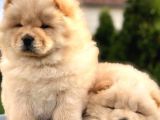 Chow Chow Çi̇ftli̇ği̇nden Show Kalite Yavrular