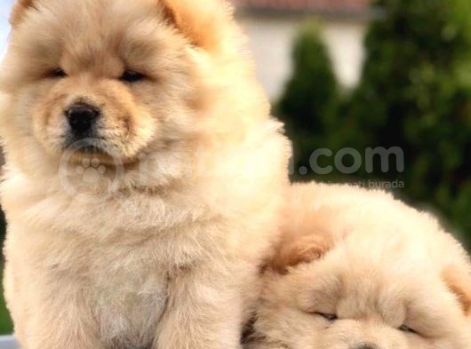 Chow Chow Çi̇ftli̇ği̇nden Show Kalite Yavrular görsel