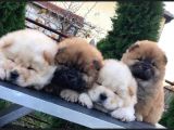 Chow Chow Çi̇ftli̇ği̇nden Show Kalite Yavrular