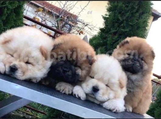 Chow Chow Çi̇ftli̇ği̇nden Show Kalite Yavrular görsel