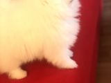 Üst Düzey Pomeranian Teddy Bear Boo