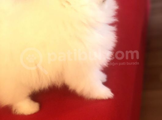 Üst Düzey Pomeranian Teddy Bear Boo görsel