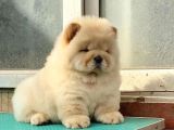 Chow Chow Çi̇ftli̇ği̇nden Show Kalite Yavrular