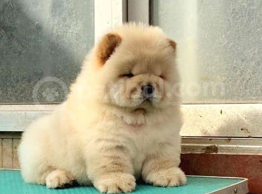 Chow Chow Çi̇ftli̇ği̇nden Show Kalite Yavrular görsel