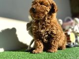 Toy Poodle Kaniş Orjinal Safkan Kahverengi Gerçek Garantili