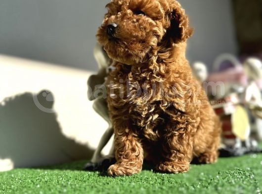 Toy Poodle Kaniş Orjinal Safkan Kahverengi Gerçek Garantili görsel