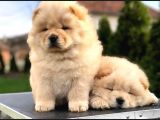 Chow Chow Çi̇ftli̇ği̇nden Show Kalite Yavrular