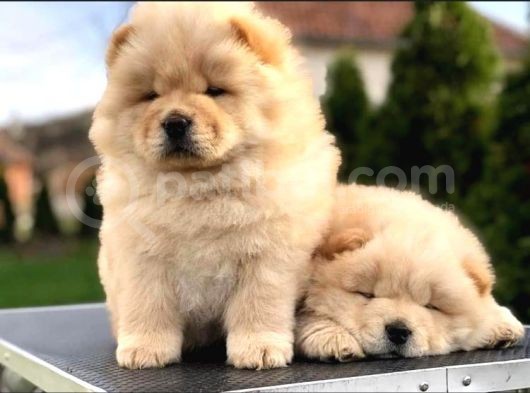 Chow Chow Çi̇ftli̇ği̇nden Show Kalite Yavrular görsel