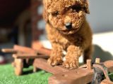 Toy Poodle Kaniş Orjinal Safkan Kahverengi Gerçek Garantili