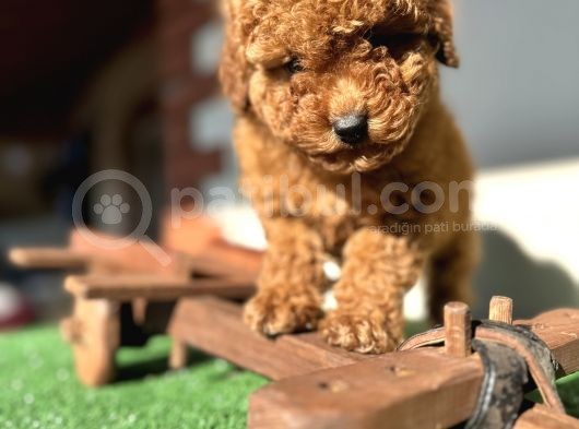 Toy Poodle Kaniş Orjinal Safkan Kahverengi Gerçek Garantili görsel