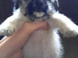 Maltipug