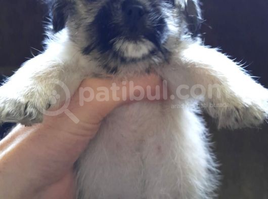 Maltipug görsel