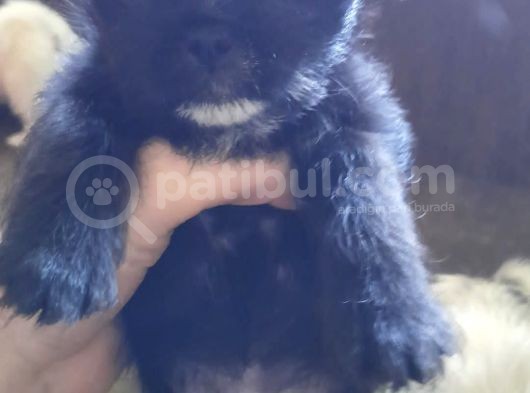 Maltipug görsel