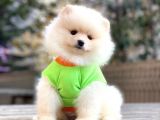Dişi ve Erkek Pomeranian boo yavrularımız.